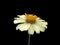 Cream yellow flower on a black background isolated. daisy