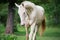 Creamello purebred akhalteke stallion in motion
