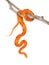 Creamsicle Corn Snake (Elaphe guttata guttata) on a dry branch. isolated