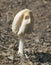 Creamy Beige Mushroom in a Compost Pile