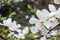 Creamy blossom of white magnolia tree.