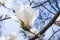 Creamy blossom of white magnolia tree.