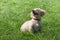 Creamy color Dachshund puppy sitting on the green grass