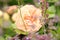 Creamy color flower Gruss an Aachen rose also called Willow Glen.
