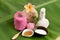 Creamy Fresh Herb Mask with fresh milk, Ivy Gourd and honey, spa with natural ingredients of Thailand.