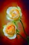 Creamy peach color roses with soft and delicate petals on abstract background