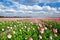 Creamy pink tulips on Dutch field and blue sky