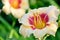 Creamy and red daylily on the background of the sunny garden close-up