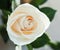 Creamy rose close up