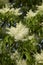 Creamy white bloom of Fraxinus ornus tree