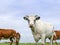 Creamy white cow with half horns and gray eye spots, in a meadow with other cows, a pale blue sky.