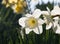 Creamy white daffodil flowers, Narcissus, blooming in spring, sunlit close-up