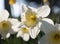 Creamy white daffodil flowers, Narcissus, blooming in the spring sunshine, sunlit close-up