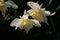 Creamy white daffodils blooming in the spring sunshine on natural dark background