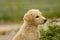 Creamy white dreaming dog puppy sitting on a grass