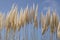 Creamy white feathery plumes of pampas grass