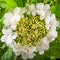 Creamy-white flowers of viburnum, close-up