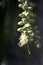 Creamy White Foxtail Palm Flower with Honeybee Pollinator