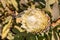 Creamy white king protea flowerhead in bloom