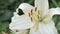 creamy white lily flowers blooming in garden. close up footage