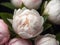 Creamy white pink peony flowers. Wallpaper buttons close up. Beautiful flowers with green leaves