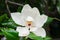 Creamy white southern magnolia