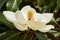 A creamy white Southern Magnolia Blossom