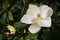 creamy white southern magnolia flower close up