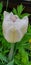 Creamy white tulip covered in rain drops