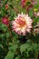 Creamy yellow, double dahlia with purple-rose edges. Dahlia of the \\\'Zoey Rey\\\' variety