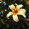 Creamy yellow lily-like flower. Aged photo. Ceiba.