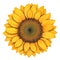 Create Beautiful Crafts with Colorful Sunflower SVGs, White, Sunflower Shirt, Clipart, Blossom, Png