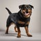 Create A Lifelike 3d Image Of A Happy Rottweiler Playing With Owners