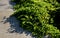 Creates nice carpets growing over a concrete stone retaining wall Ideal carpet plant for soil cover. long creeping plants with