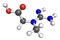 Creatine molecule