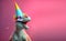 Creative animal concept. Dinosaur in party cone hat necklace bowtie outfit isolated on solid pastel background Generative AI