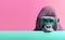 Creative animal concept. Gorilla peeking over pastel bright background. Generative AI