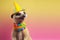 Creative animal concept. meerkat in party cone hat necklace bowtie outfit isolated on solid pastel background Generative AI