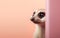 Creative animal concept. Meerkat peeking over pastel bright background. Generative AI