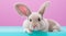 Creative Animal Concept: Rabbit Peeking Over Pastel Bright Background.