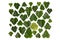 Creative arrangement of dogwood green leaves cornus alba