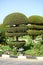 Creative art shape topiary tree. Gardening, landscape design