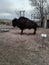 Creative artistic Buffalo made from pieces of metal at Terry Bison Ranch Cheyenne Wyoming on a cloudy spring evening
