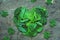 Creative artwork layout of assorted green leafs arranged into heart shape, eco friendly romantic love concept