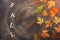 Creative autumn layout, colorful autumn leaves on a dark abstract background with sunshine and the word of wooden letters-fall.