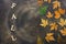 Creative autumn layout, colorful autumn leaves on a dark abstract background and the word of wooden letters-fall. Top view,copy