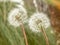 Creative close up of dandelions and blurred background