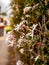 Creative close up of a flowering flower hedge