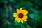 Creative closeup photo of wedelia flower, Yellow Horizontal Background