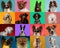 Creative collage of dogs against multicolored backgrounds